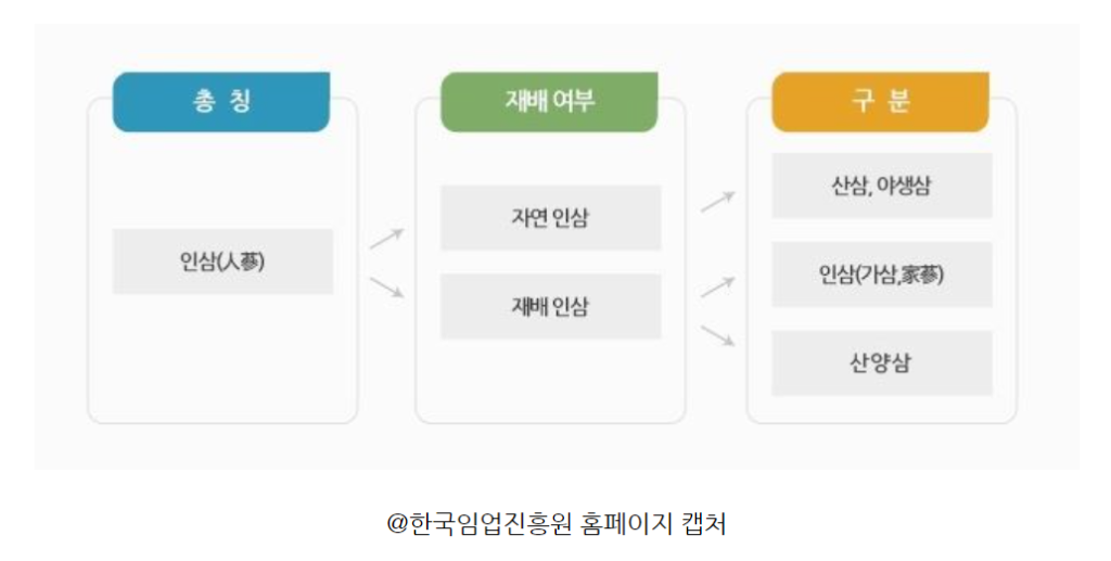 삼의종류 관련자료