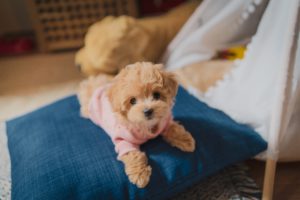 강아지 금지 음식